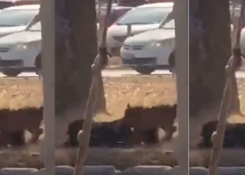 Vídeo: mulher é m0rdida por cães voltando para casa no Distrito