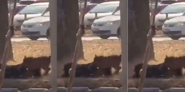 Vídeo: mulher é m0rdida por cães voltando para casa no Distrito