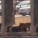 Vídeo: mulher é m0rdida por cães voltando para casa no Distrito