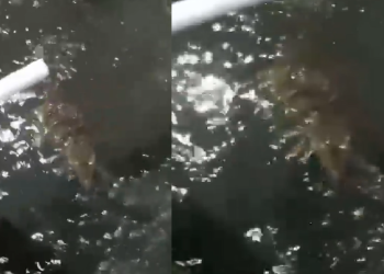 Vídeo: Jacaré vira atração em ri-rap na Raiz e cr1anças tentam brincar com o réptil