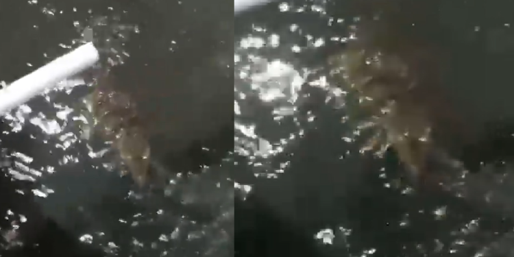 Vídeo: Jacaré vira atração em ri-rap na Raiz e cr1anças tentam brincar com o réptil