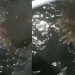 Vídeo: Jacaré vira atração em ri-rap na Raiz e cr1anças tentam brincar com o réptil