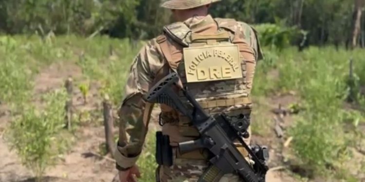 Polícia elimina 8 mil pés de mac0nha e estraga fim de semana dos mac0nheiros do Amazonas