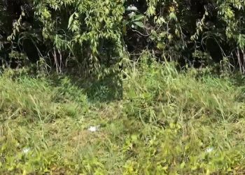 Homem é agredid0 até a m0rte e deixado no mato em Manaus