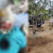 Idoso é m0rt0 durante r0ubo em casa e suspeito é pr3s0 em Rio Preto da Eva