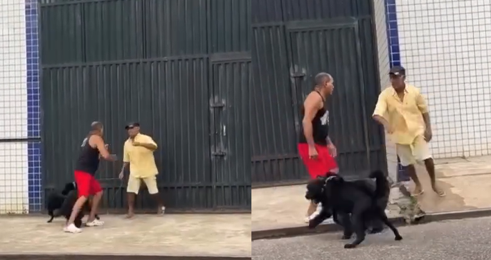 Vídeo: Tutores e animais br1gam ao mesmo tempo após cão cheirar o ‘uc’ um do outro