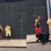 Vídeo: Tutores e animais br1gam ao mesmo tempo após cão cheirar o ‘uc’ um do outro