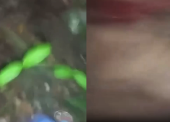 Grupo cr1m1n0s0 divulga após ex3cuçã0 vídeo de homem sendo m0rt0 no Castanheira; veja