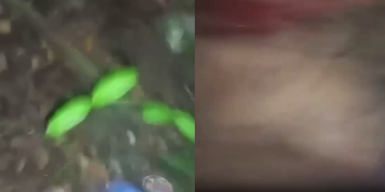 Grupo cr1m1n0s0 divulga após ex3cuçã0 vídeo de homem sendo m0rt0 no Castanheira; veja
