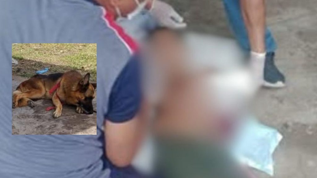 Pastor alemão avança em menino de 10 anos e provoca feriment0s graves no interior do AM