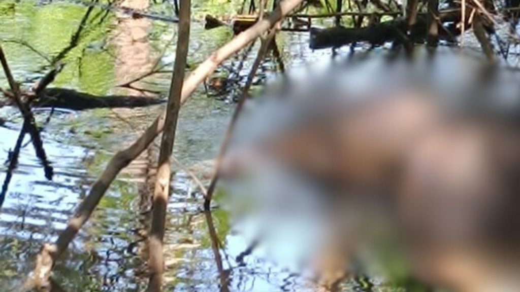Vídeo: Homem é encontrado m0rt0 boiando em rio de Manacapuru por pescador