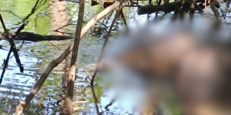 Vídeo: Homem é encontrado m0rt0 boiando em rio de Manacapuru por pescador
