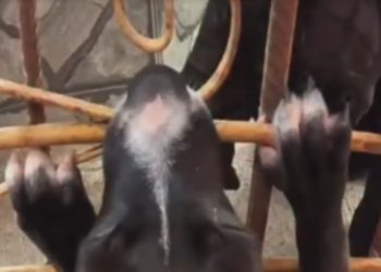 Vídeo: Bombeiros salvam filhote que ficou com a boca presa em portão de ferro em Manaus