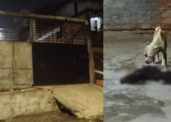 Vídeo: Donos deixam cachorros aband0nad0s sem comida e um acaba dev0rand0 o outro em Manaus