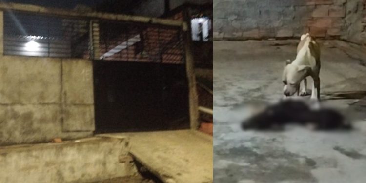 Vídeo: Donos deixam cachorros aband0nad0s sem comida e um acaba dev0rand0 o outro em Manaus