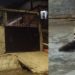 Vídeo: Donos deixam cachorros aband0nad0s sem comida e um acaba dev0rand0 o outro em Manaus