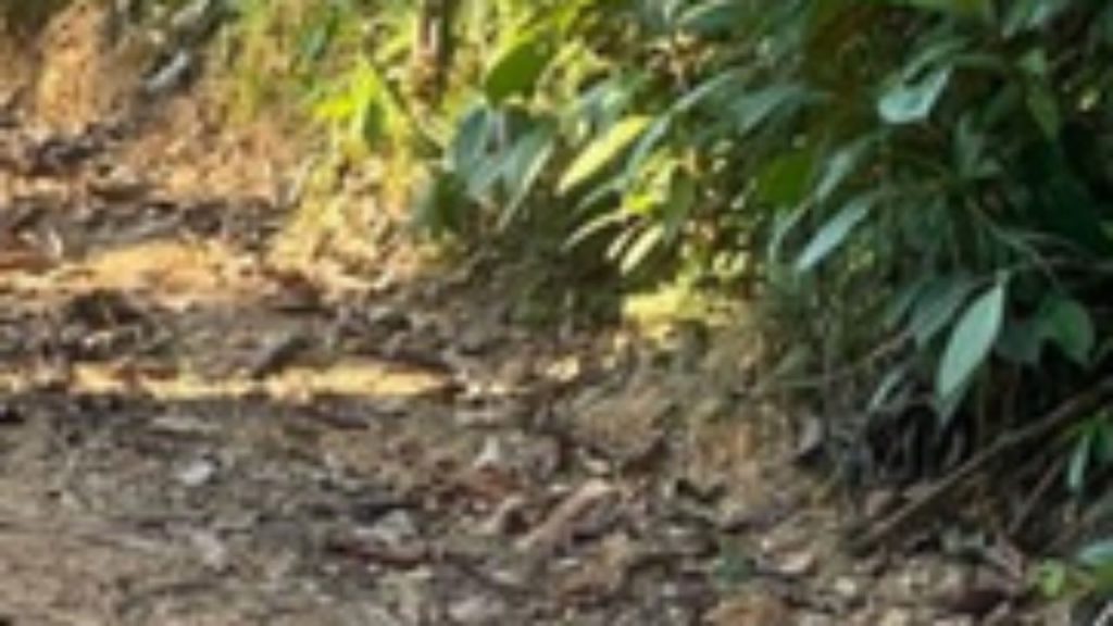 Corpo de caseiro é achado em terreno do genro no Ramal do Pau Rosa