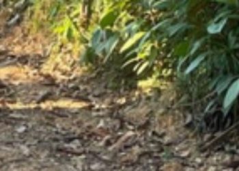 Corpo de caseiro é achado em terreno do genro no Ramal do Pau Rosa