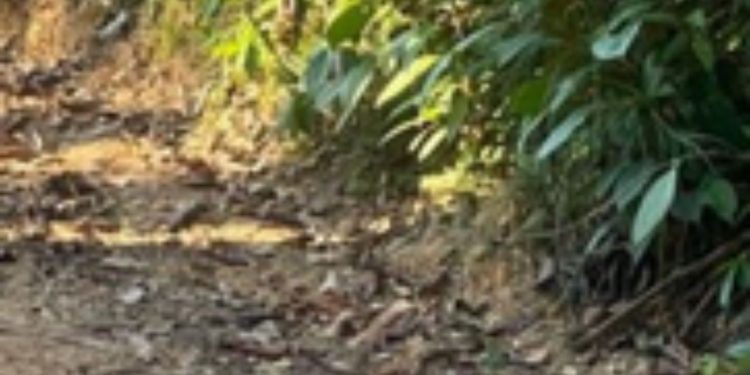 Corpo de caseiro é achado em terreno do genro no Ramal do Pau Rosa