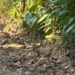 Corpo de caseiro é achado em terreno do genro no Ramal do Pau Rosa