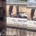 Vídeo forte: três pessoas são m0rtas e têm os c0rpos queimados na estrada