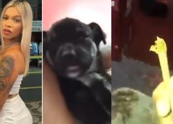Vídeo: Dayane Duarte grava cachorro dormindo após comer o cigarro de mac0nh4 dela