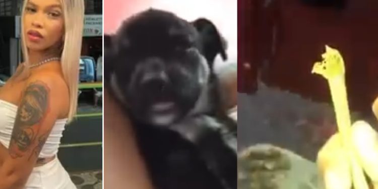 Vídeo: Dayane Duarte grava cachorro dormindo após comer o cigarro de mac0nh4 dela