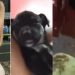 Vídeo: Dayane Duarte grava cachorro dormindo após comer o cigarro de mac0nh4 dela