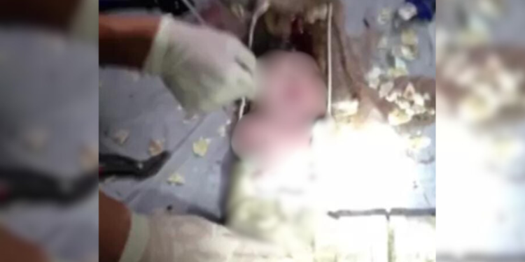 Tia bebe todas, enrola sobre o sobrinho de 4 meses e causa a m0rt3 no bairro Cidade Nova
