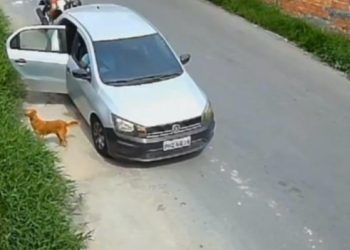 Vídeo: mãe e filhotes de cães são abandonados no mato em Manaus