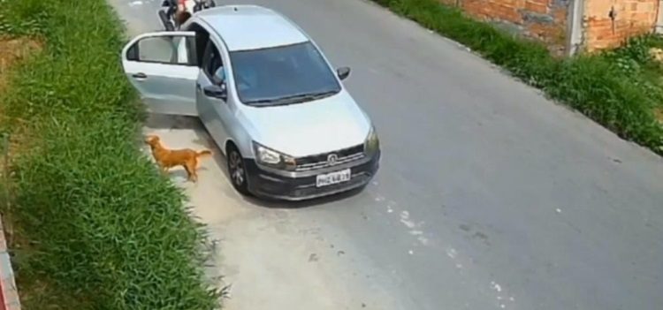 Vídeo: mãe e filhotes de cães são abandonados no mato em Manaus