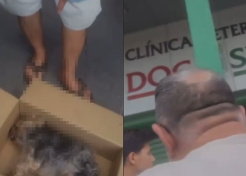 Clínica veterinária em Manaus se isenta e culpa ‘doença do carrapato’ por m0rt3 de cadela durante banho