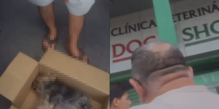 Clínica veterinária em Manaus se isenta e culpa ‘doença do carrapato’ por m0rt3 de cadela durante banho