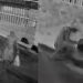Vídeo: veja como blindado faz para furtar hidrômetro e fugir sem ser pres0 em Manaus
