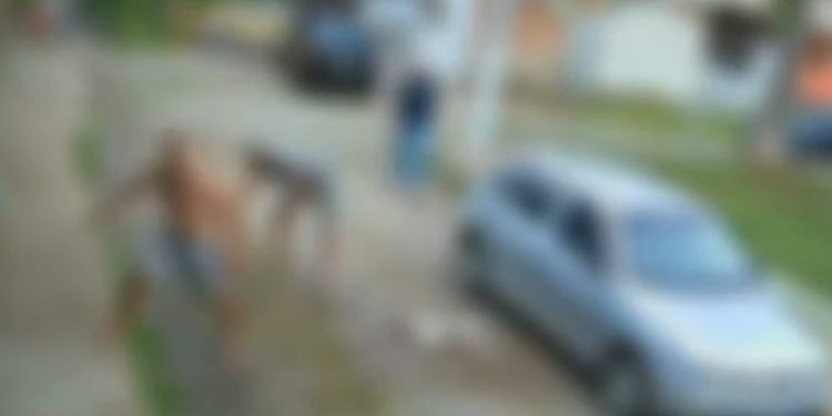 Vídeo: Pitbull é perfurado e mort0 após t0rar shih-tzu até a m0rte com os dentes