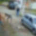 Vídeo: Pitbull é perfurado e mort0 após t0rar shih-tzu até a m0rte com os dentes