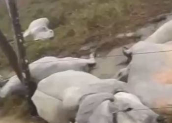 Vídeo: raio deixa ao menos 10 cabeças de gado mortos no interior do Amazonas