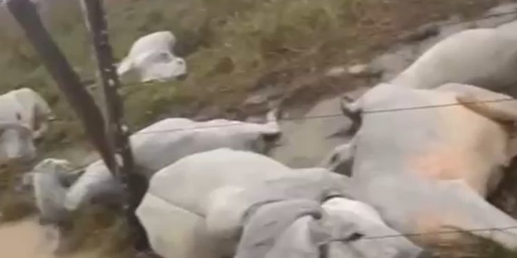 Vídeo: raio deixa ao menos 10 cabeças de gado mortos no interior do Amazonas
