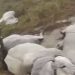 Vídeo: raio deixa ao menos 10 cabeças de gado mortos no interior do Amazonas