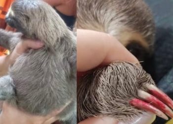 Filhote de bicho-preguiça é resgatado com unhas pintadas de vermelho em Parintins