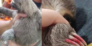 Filhote de bicho-preguiça é resgatado com unhas pintadas de vermelho em Parintins