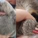 Filhote de bicho-preguiça é resgatado com unhas pintadas de vermelho em Parintins