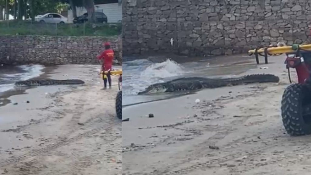 Banhista filma Jacaré na Ponta Negra e diz: 'governo do PT até os jacarés estão passando fome'