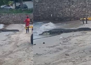 Banhista filma Jacaré na Ponta Negra e diz: 'governo do PT até os jacarés estão passando fome'