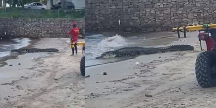 Banhista filma Jacaré na Ponta Negra e diz: 'governo do PT até os jacarés estão passando fome'