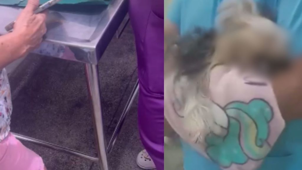 Vídeo: Idosa entra desespero ao receber cadela m0rt4 após banho e tosa em clínica de Manaus