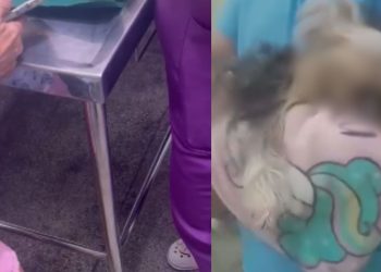 Vídeo: Idosa entra desespero ao receber cadela m0rt4 após banho e tosa em clínica de Manaus