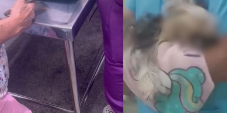 Vídeo: Idosa entra desespero ao receber cadela m0rt4 após banho e tosa em clínica de Manaus