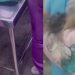 Vídeo: Idosa entra desespero ao receber cadela m0rt4 após banho e tosa em clínica de Manaus
