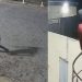 Câmeras registram momento em que vigilante enfrenta e m4t4 b4ndidos durante ass4lto